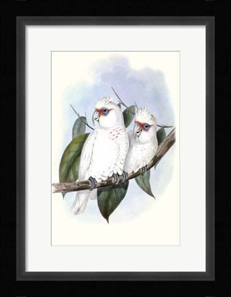 Framed Pastel Parrots IV Print