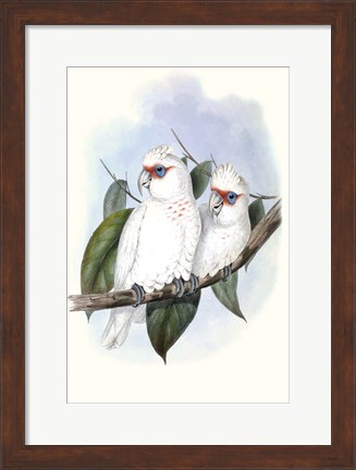 Framed Pastel Parrots IV Print