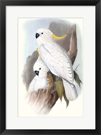 Framed Pastel Parrots V Print