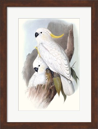 Framed Pastel Parrots V Print