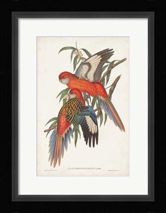 Framed Tropical Parrots I Print