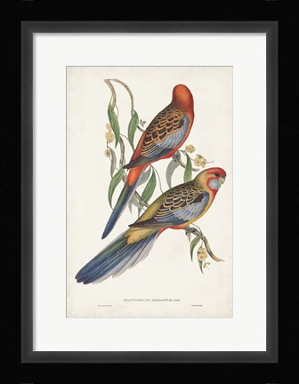 Framed Tropical Parrots II Print