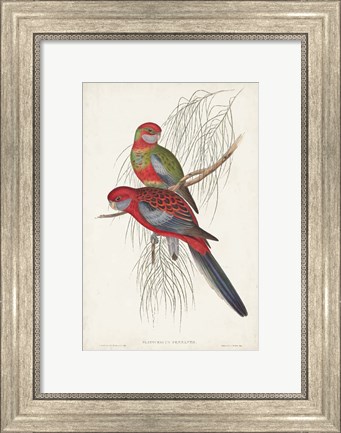 Framed Tropical Parrots III Print