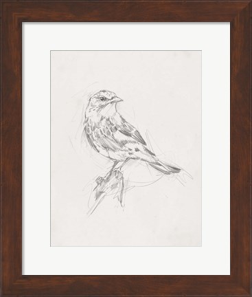 Framed Avian Study  I Print