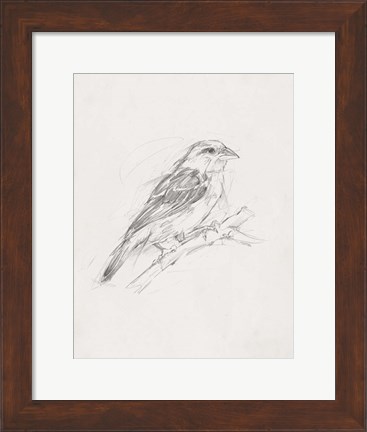 Framed Avian Study  II Print