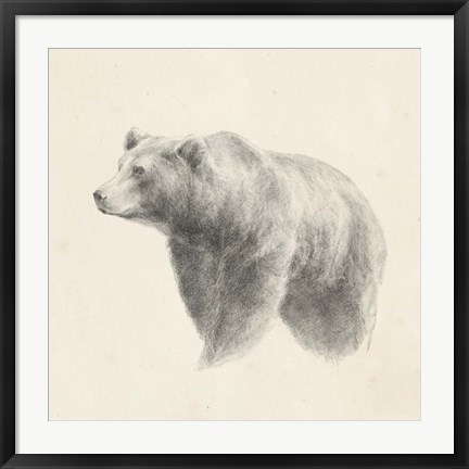 Framed Western Bear Study Print