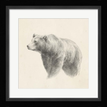 Framed Western Bear Study Print