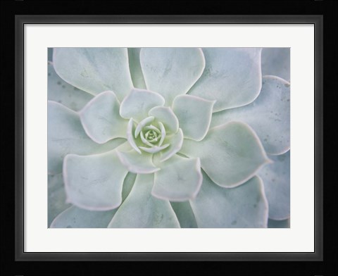 Framed Storybook Succulent I Print