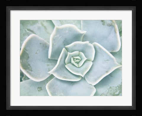 Framed Storybook Succulent II Print