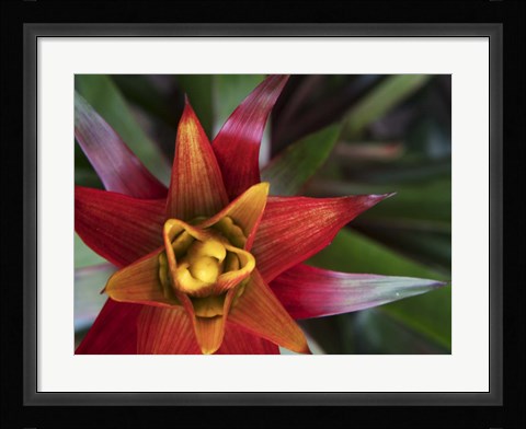 Framed Bromeliad Burst II Print