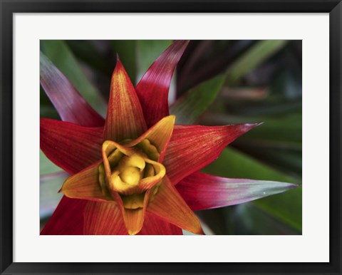 Framed Bromeliad Burst II Print