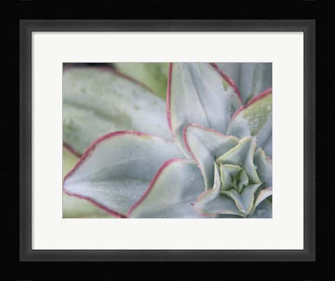 Framed Desert Star I Print