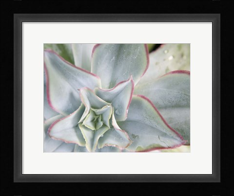 Framed Desert Star II Print