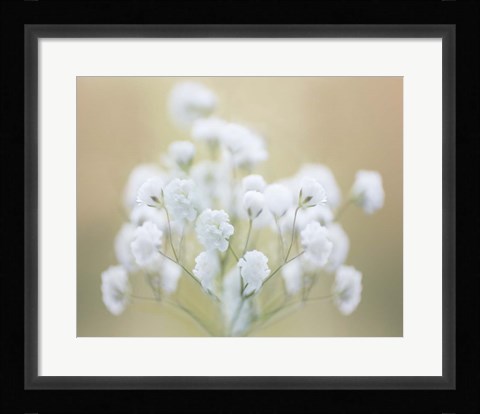 Framed Baby's Breath Study I Print
