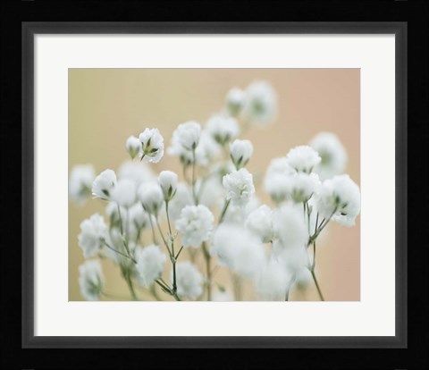 Framed Baby's Breath Study II Print
