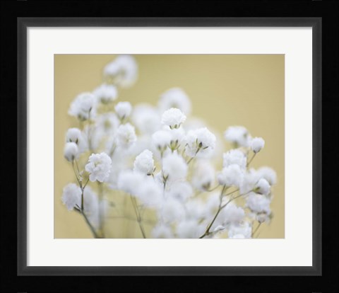 Framed Baby's Breath Study III Print