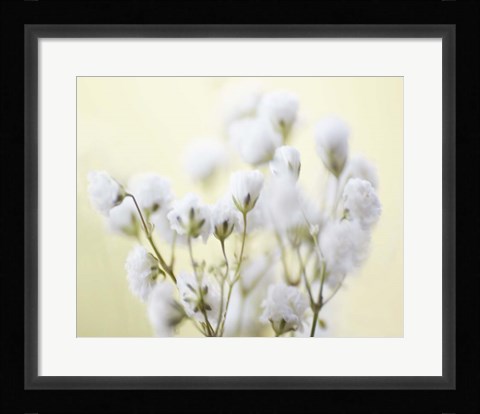 Framed Baby's Breath Study IV Print