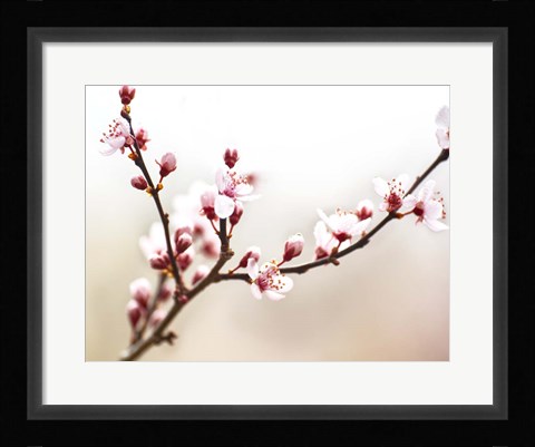 Framed Cherry Blossom Study I Print