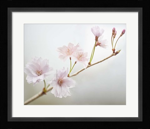 Framed Cherry Blossom Study II Print