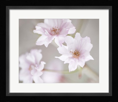 Framed Cherry Blossom Study III Print