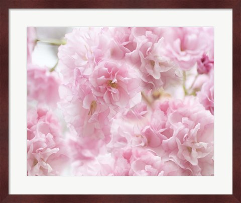 Framed Cherry Blossom Study IV Print