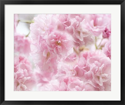 Framed Cherry Blossom Study IV Print