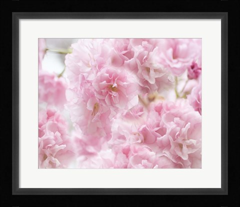 Framed Cherry Blossom Study IV Print