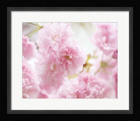 Framed Cherry Blossom Study V Print