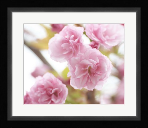 Framed Cherry Blossom Study VI Print