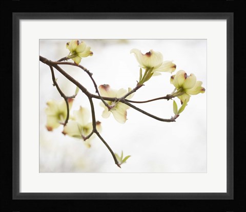 Framed Dogwood Detail I Print