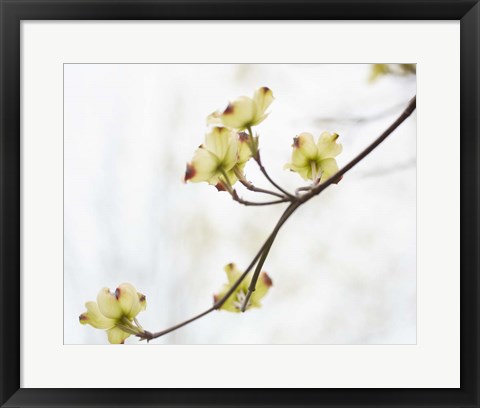Framed Dogwood Detail II Print