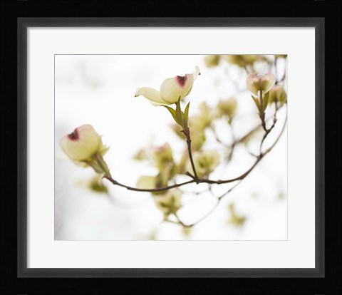 Framed Dogwood Detail III Print