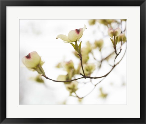 Framed Dogwood Detail III Print