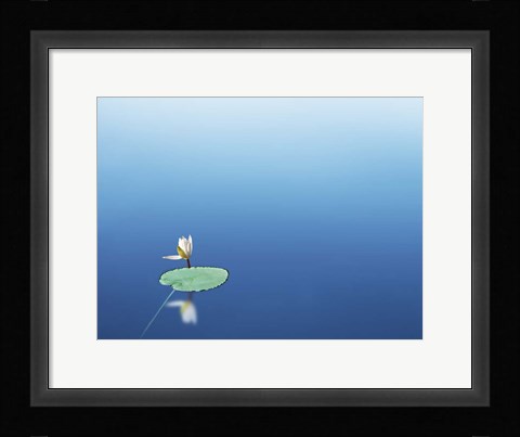 Framed Lilypad I Print
