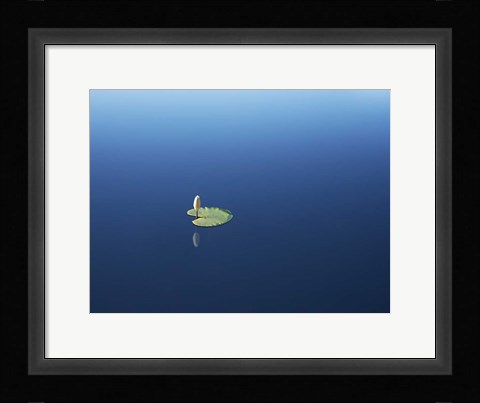 Framed Lilypad II Print