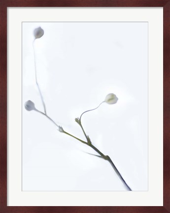 Framed White Buds I Print