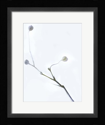 Framed White Buds I Print