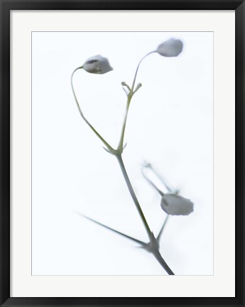 Framed White Buds II Print