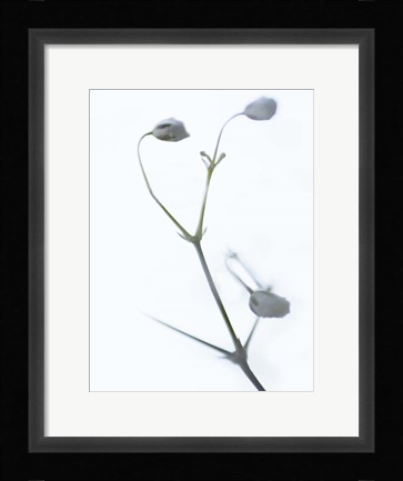 Framed White Buds II Print
