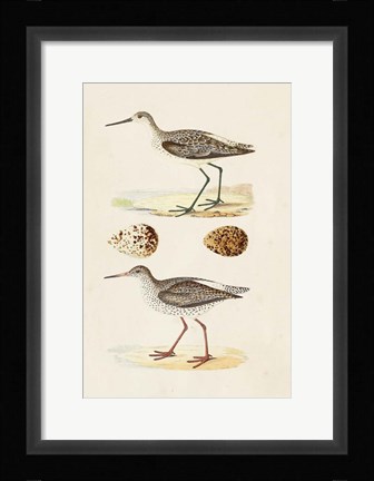 Framed Sandpipers &amp; Eggs II Print