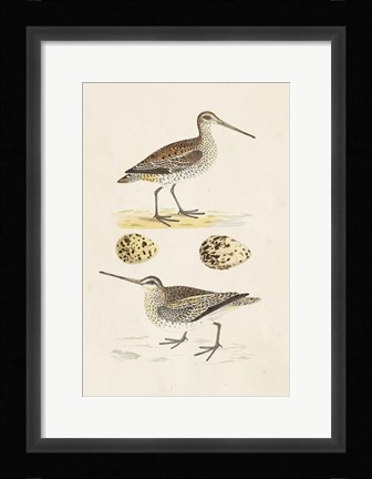 Framed Sandpipers &amp; Eggs III Print