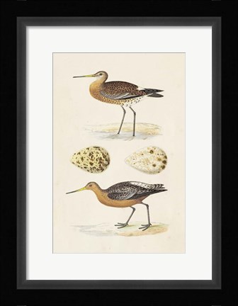 Framed Sandpipers &amp; Eggs IV Print