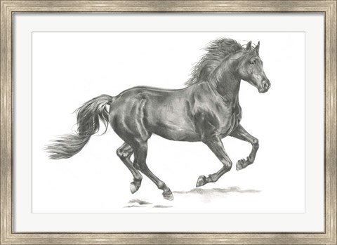 Framed Wild Horse Portrait II Print