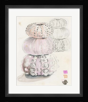 Framed Sea Urchin Sketches II Print