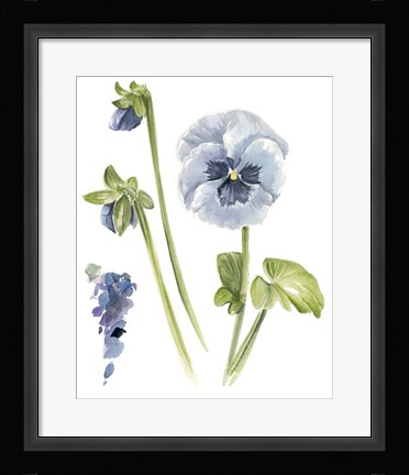 Framed Pansy Study I Print