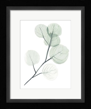 Framed Silver Dollars II Print