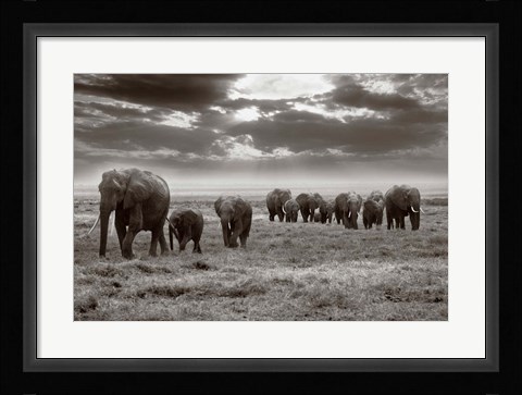 Framed Amboseli elephants Print