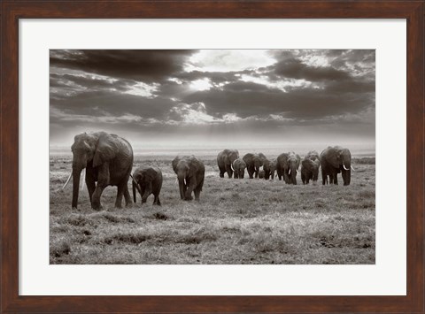 Framed Amboseli elephants Print