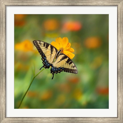 Framed Butterfly Portrait I Print