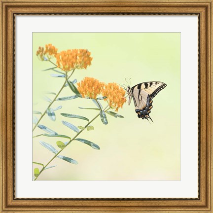 Framed Butterfly Portrait III Print